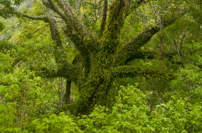 foto:Martinez Verea  - lo hecho en México