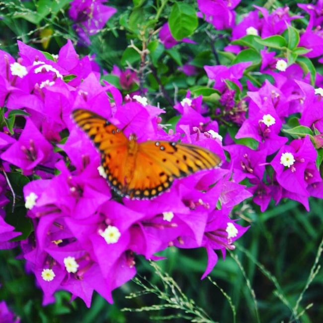 foto:Cesar omaet nava sustaita  - lo hecho en México