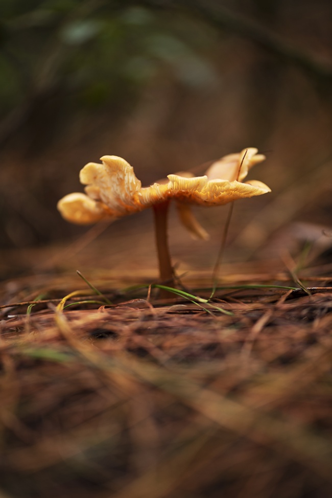 foto:Ingrid aline castan rivera  - lo hecho en México