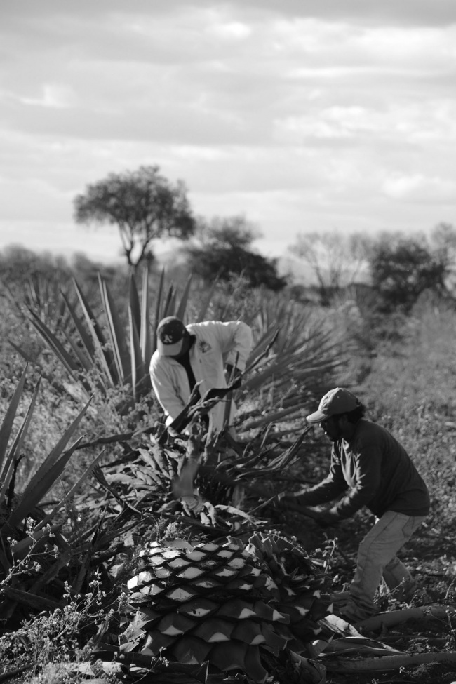 foto:Mauricio Alfaro Moreno  - lo hecho en México