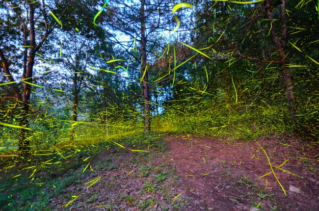 foto:Pavel Vorobiev  - lo hecho en México