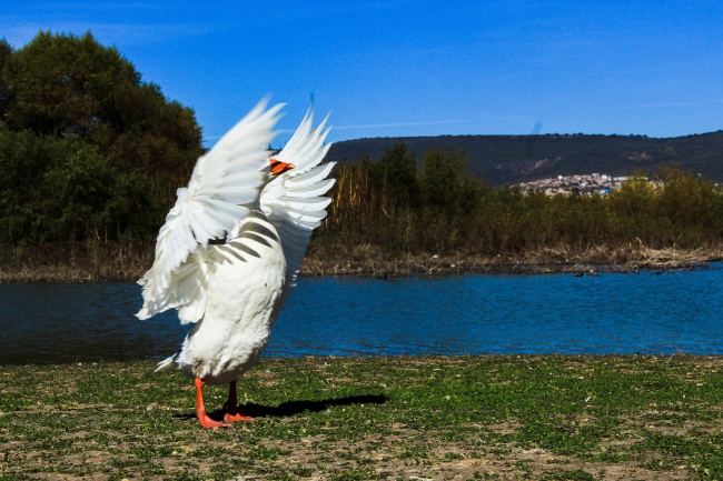 foto:Diana Regina González Avila  - lo hecho en México