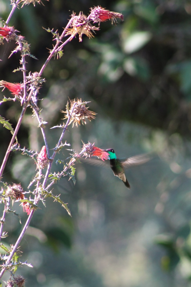 foto:Erick Roy Cruz Lee  - lo hecho en México
