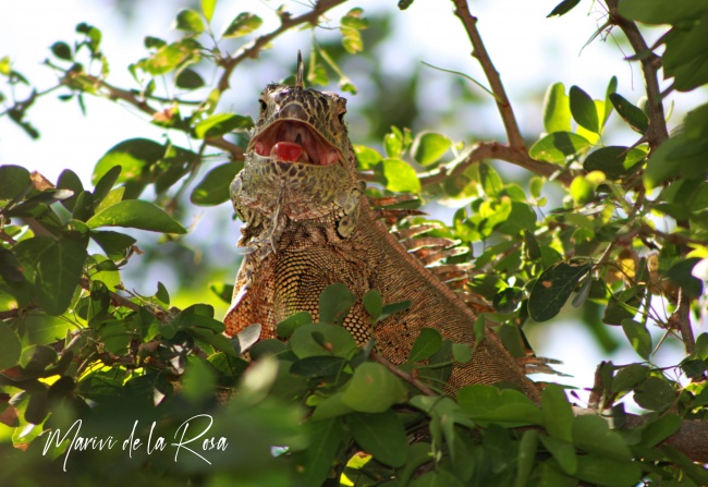 foto:Mariví de la Rosa  - lo hecho en México