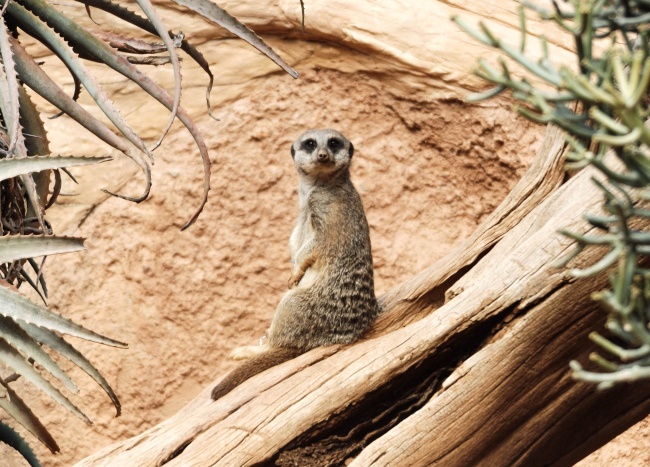 foto:Jesús Alberto Reyes Espinosa  - lo hecho en México