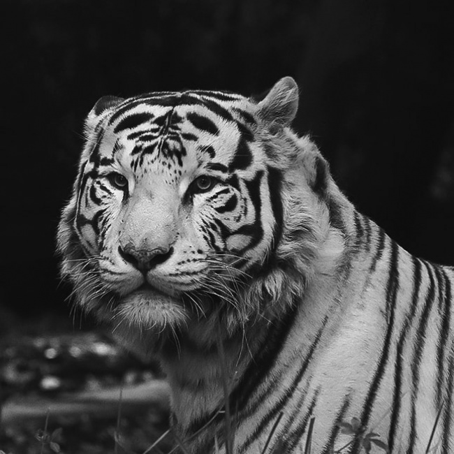 foto:Juan Carlos Nieto  - lo hecho en México