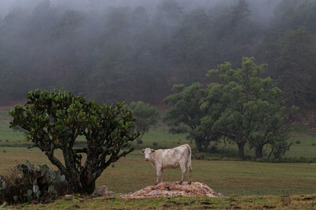 foto:Eduardo Davalos Beracoechea  - lo hecho en México