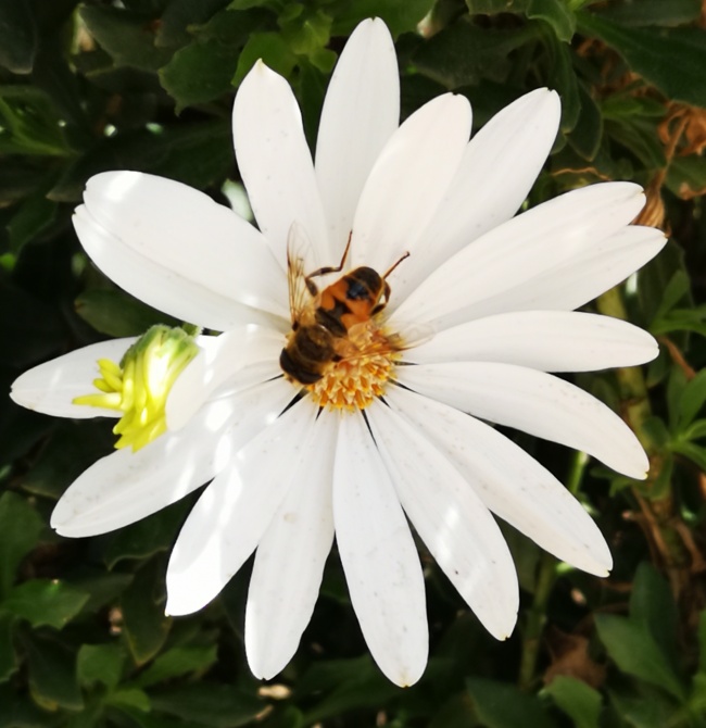 foto:Lourdes Arzate Herrera  - lo hecho en México