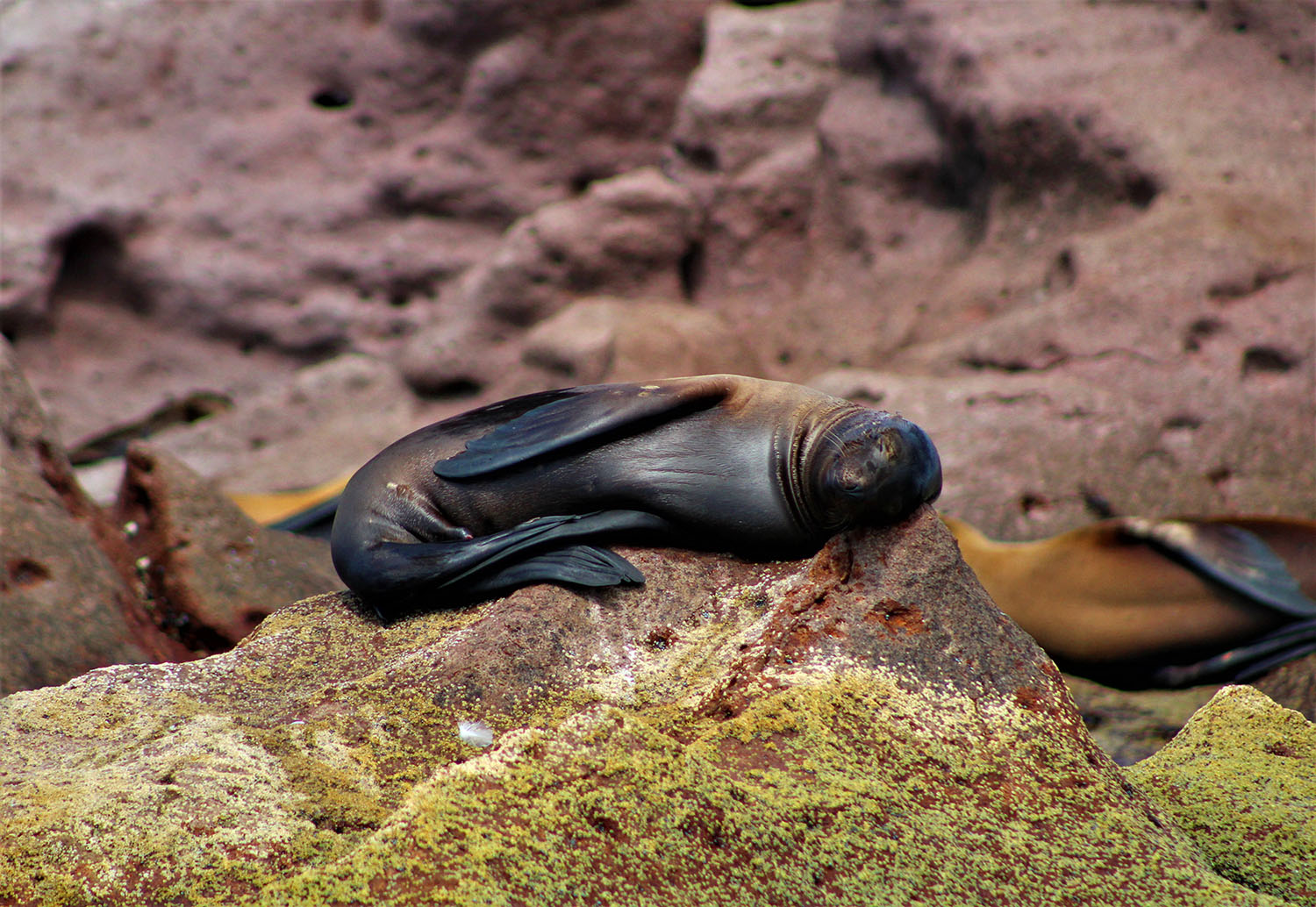 foto:Rosa Gisele Iglesias Olivares  - lo hecho en México