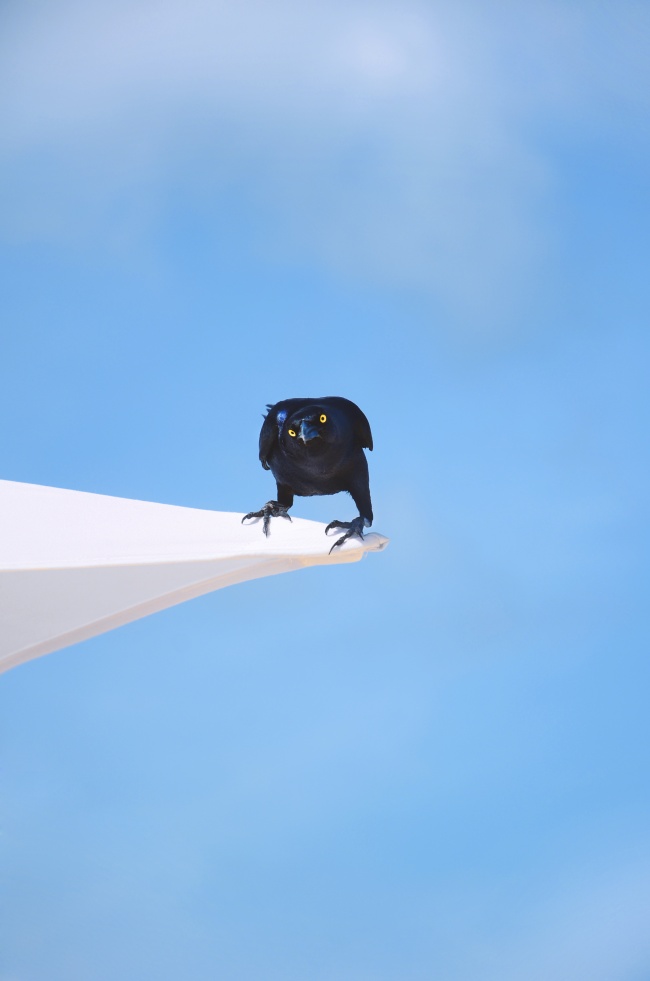 foto:Fernando Pablo Sileo  - lo hecho en México