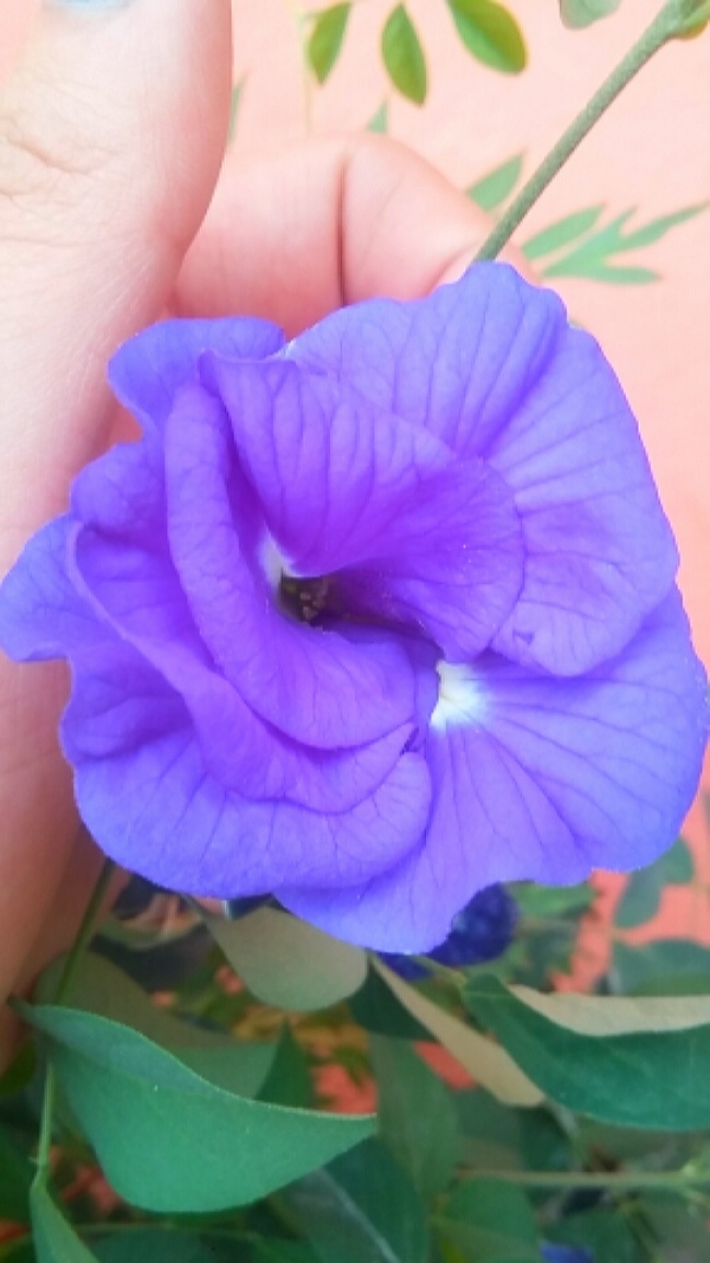 foto:Zulma luna  - lo hecho en México