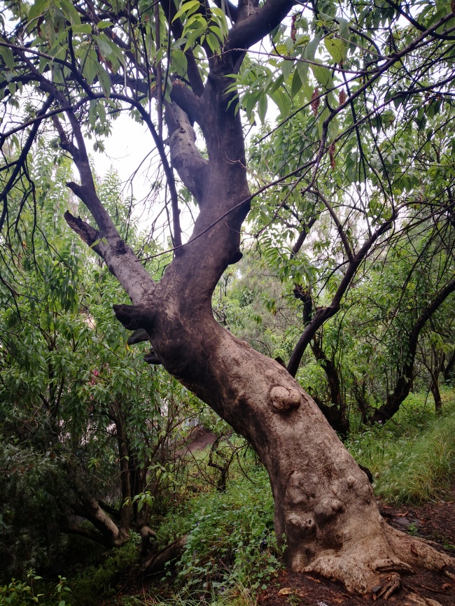 foto:María Isabel Rodríguez Luna  - lo hecho en México