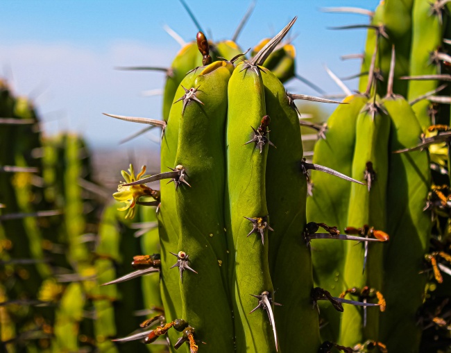 foto:Ivan Garibay Sevilla  - lo hecho en México