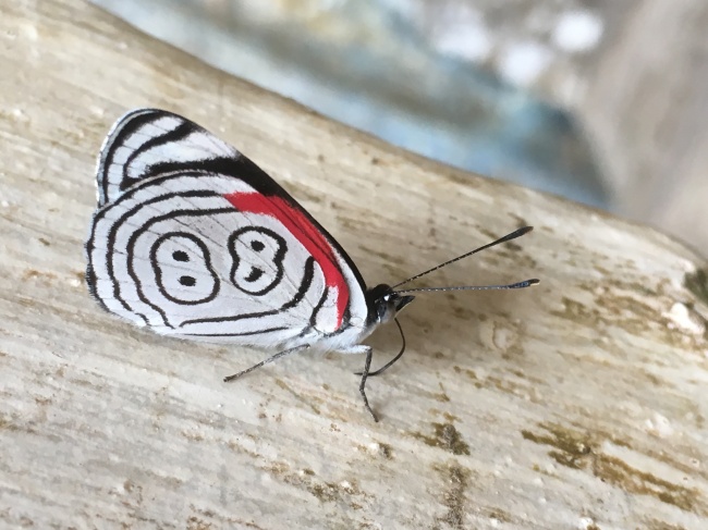 foto:MIRIAM JIMENEZ PORTILLA  - lo hecho en México