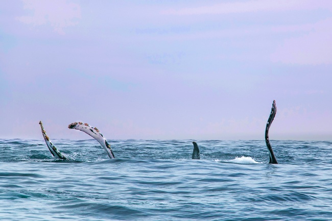 foto:Michele Roux  - lo hecho en México