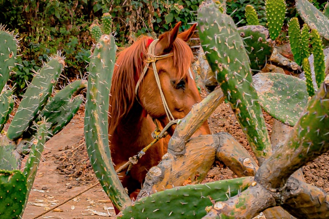 foto:Mariano Rodrigo Hernández Zapata  - lo hecho en México