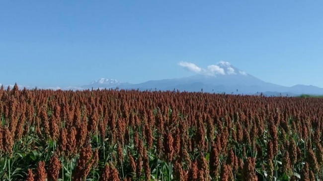 foto:Miguel Ángel Gaspar Beto  - lo hecho en México