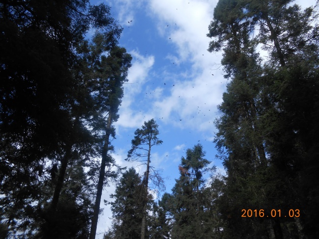 foto:Sandra Paola Guadarrama Arreola  - lo hecho en México