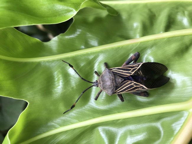 foto:Citlali Zamora Ramón  - lo hecho en México