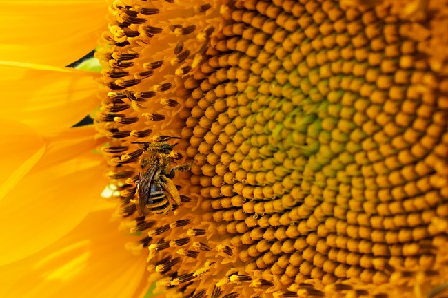 foto:Armando Díaz Valdivia  - lo hecho en México