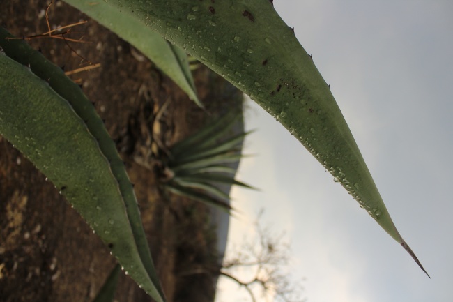 foto:Marcelo Palacios Chávez  - lo hecho en México