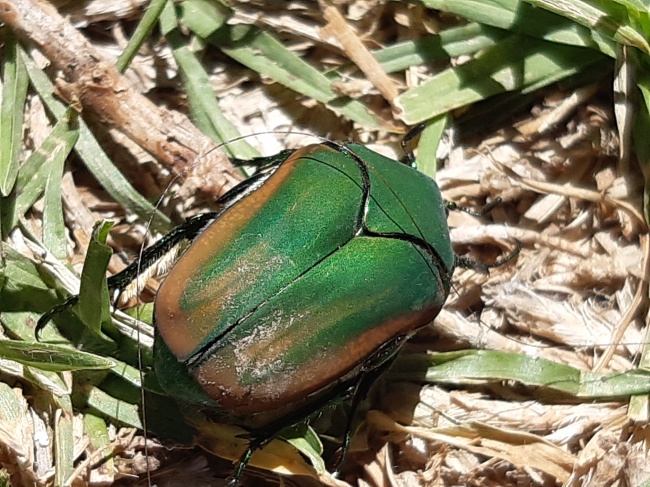 foto:Fernández Toledo Catalina  - lo hecho en México