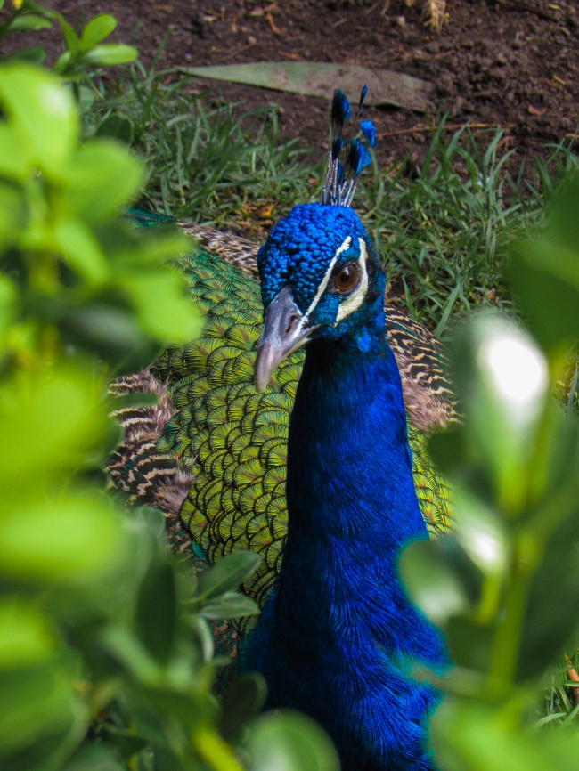 foto:Leticia Rodriguez Carbajal  - lo hecho en México