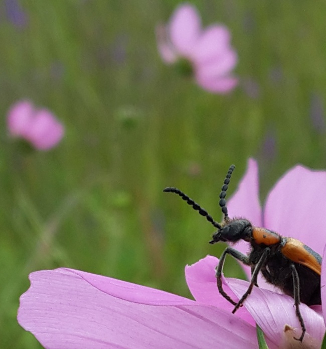 foto:Ademar Vázquez Ramírez  - lo hecho en México