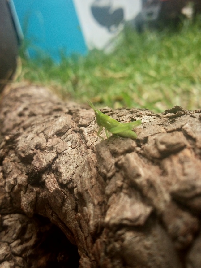 foto:Ramón Munguía Hernández  - lo hecho en México