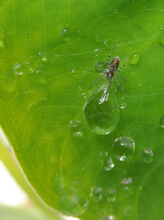 foto:IRMA LUCÍA TREJO GONZÁLEZ  - lo hecho en México