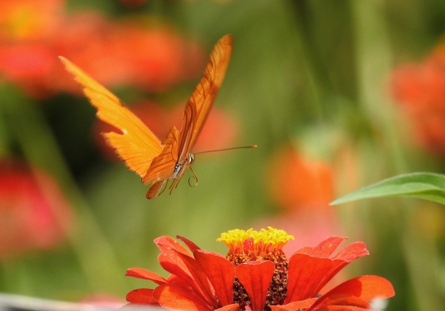 foto:Daniel Dozal  - lo hecho en México