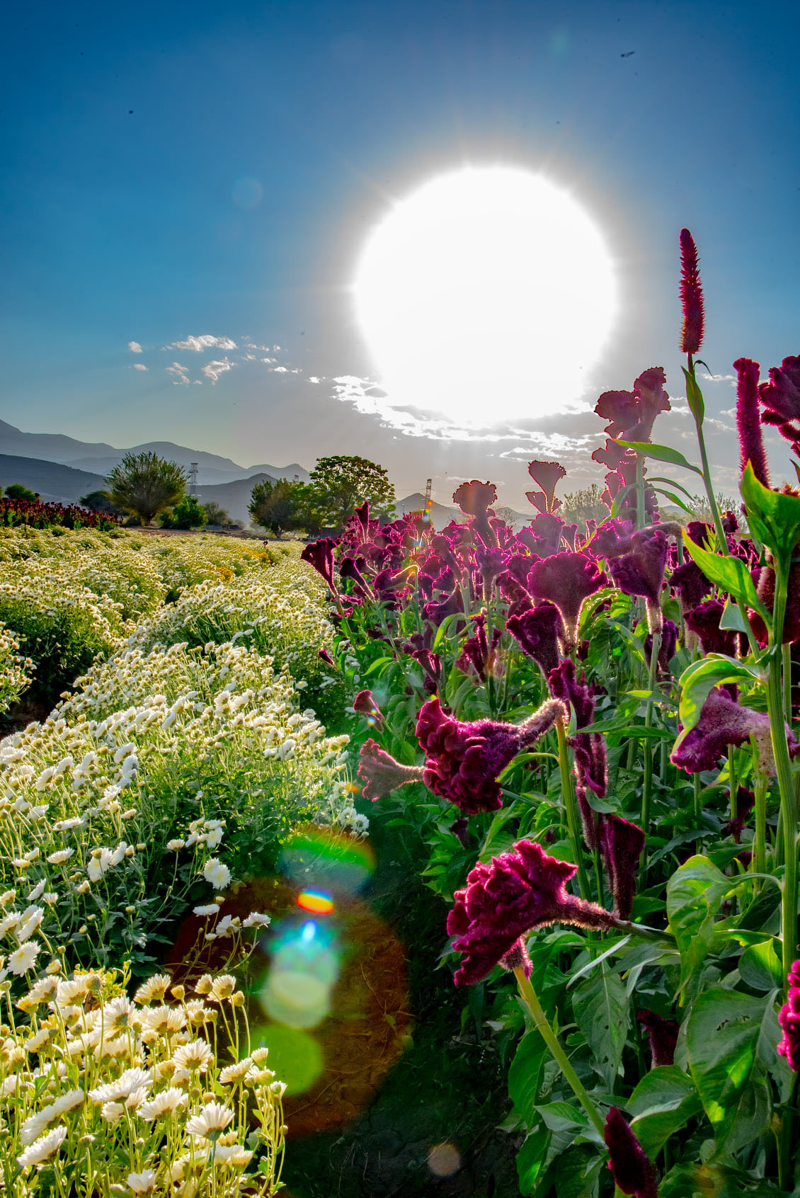 foto:Jesus Armando Castillo Lopez  - lo hecho en México