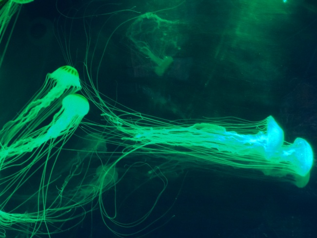 foto:PEDRO ULISES AZCORRA AGUAYO  - lo hecho en México