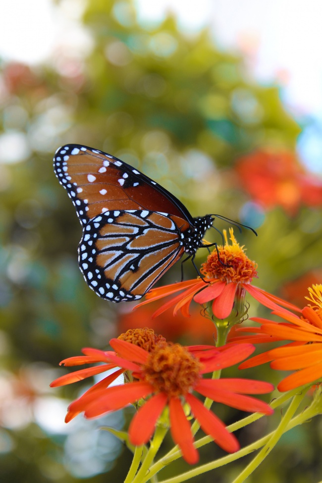foto:Berenice Narváez Godoy  - lo hecho en México