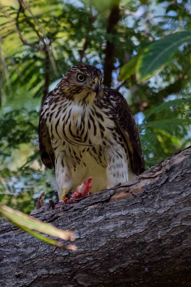 foto:ROMMEL S MENDOZA RAMIREZ  - lo hecho en México