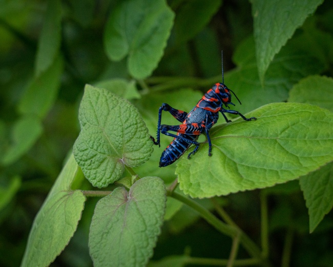 foto:Simón Martín Winocur Iparraguirre  - lo hecho en México