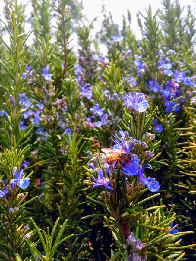 foto:Ilse Melissa Granados Castro  - lo hecho en México