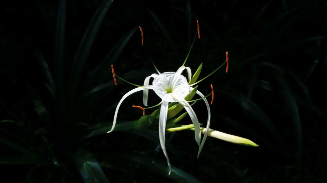 foto:Leticia Amézcua Villa  - lo hecho en México