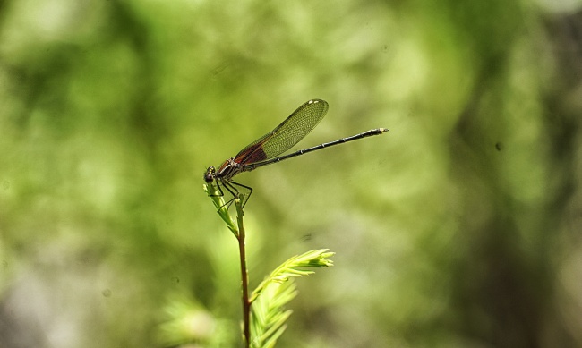 foto:Jorge Hevia Rocha   - lo hecho en México