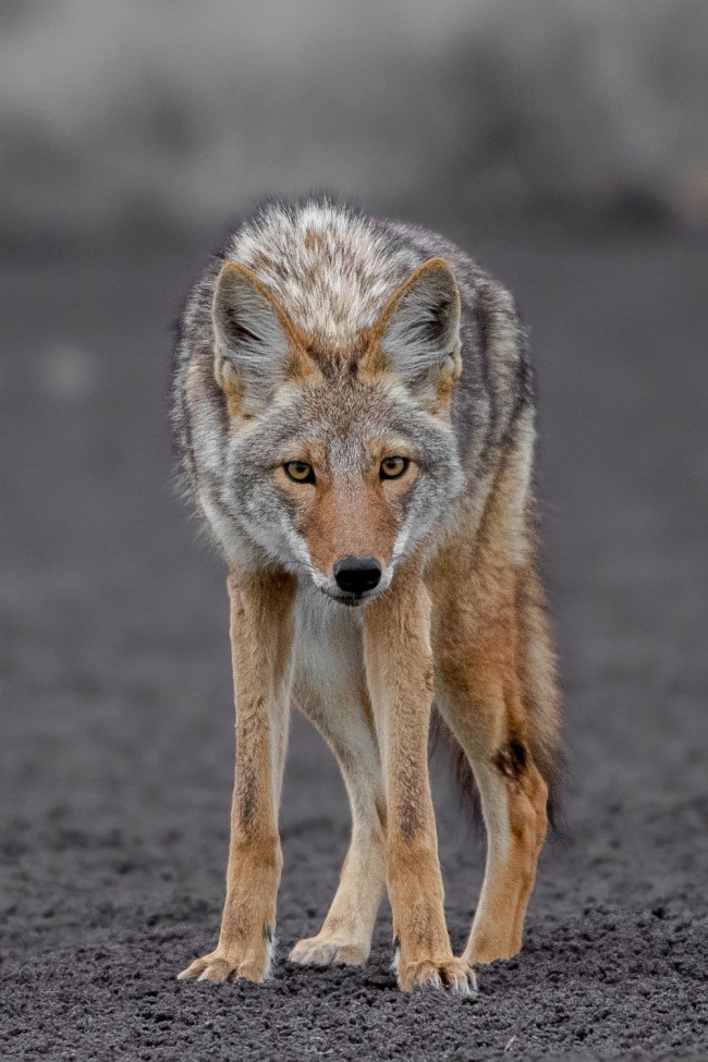 foto:Raúl Castro Urbiola   - lo hecho en México