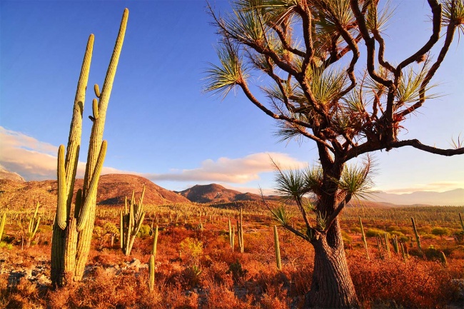 foto:DAVID CERVANTES PACHECO  - lo hecho en México
