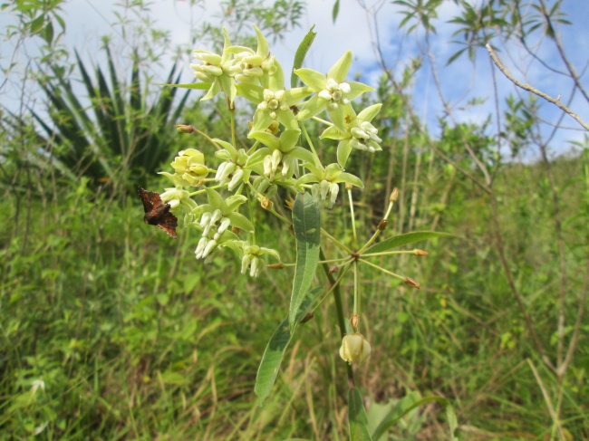 foto:Reynalda Arcelia López Bautista   - lo hecho en México