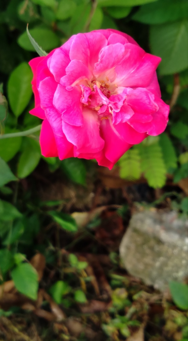 foto:Irene Guadalupe Ramírez Ramírez   - lo hecho en México