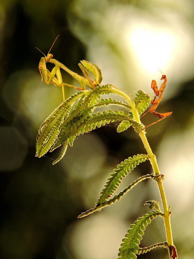foto:Juan Benedicto Sandoval Avilez  - lo hecho en México