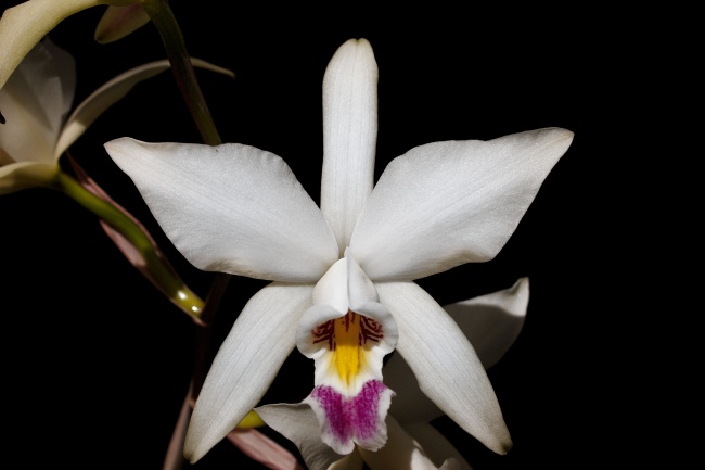 foto:Jesús Magaña Ayala  - lo hecho en México