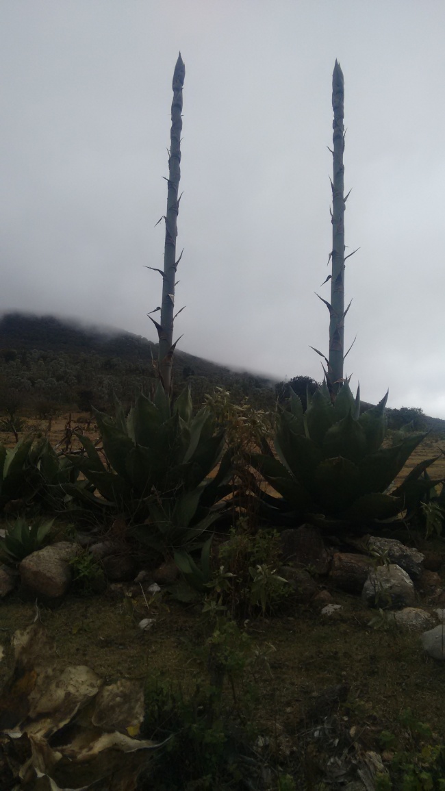 foto:Ramiro Herrera Cardoso  - lo hecho en México