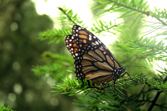 foto:Krystal Jiménez Rivera   - lo hecho en México