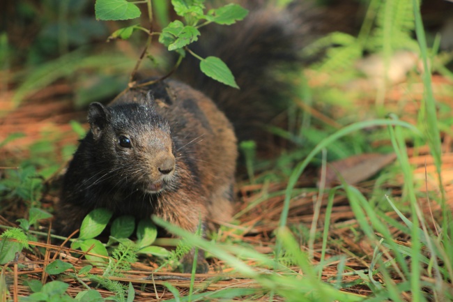 foto:LUIS FERNANDO RUA MOJICA  - lo hecho en México