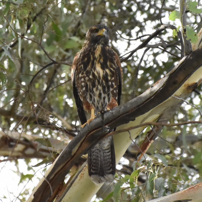 foto:Paula Montserrat Crespo Barrera  - lo hecho en México