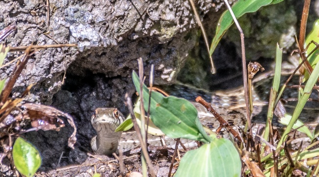foto:RAUL ISRAEL MORA ROJAS  - lo hecho en México